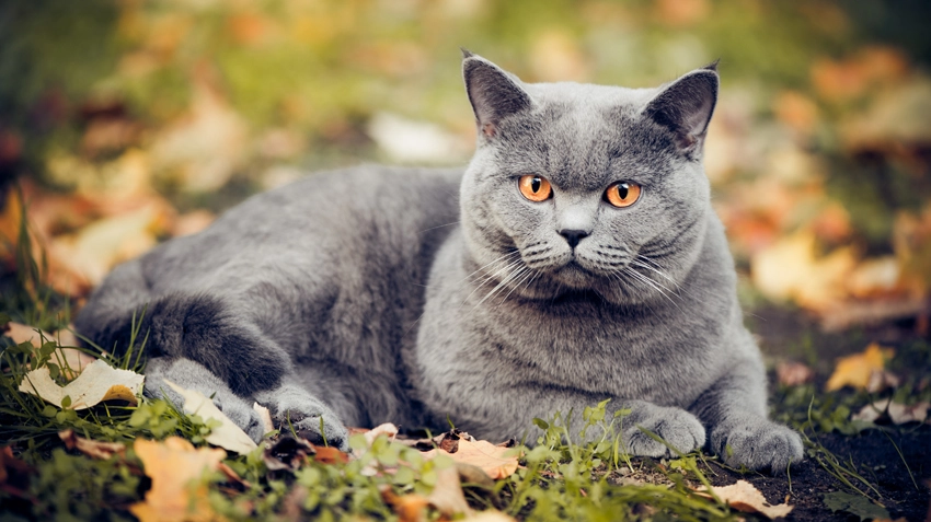 Британская кошка - Предрасположенность к болезням глаз | Zoo-Vision
