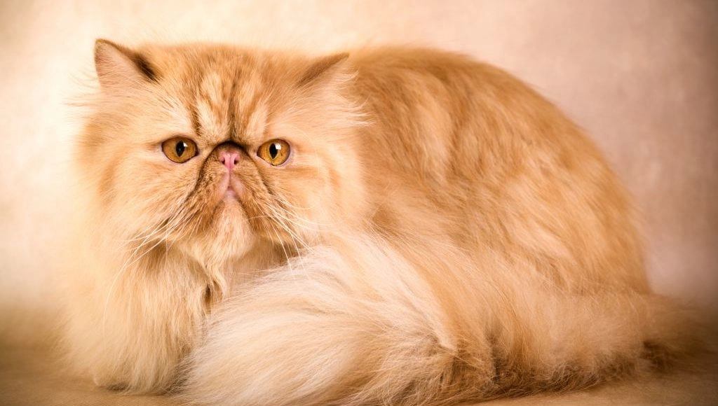 Персидская кошка - Болезни глаз | Zoo-Vision