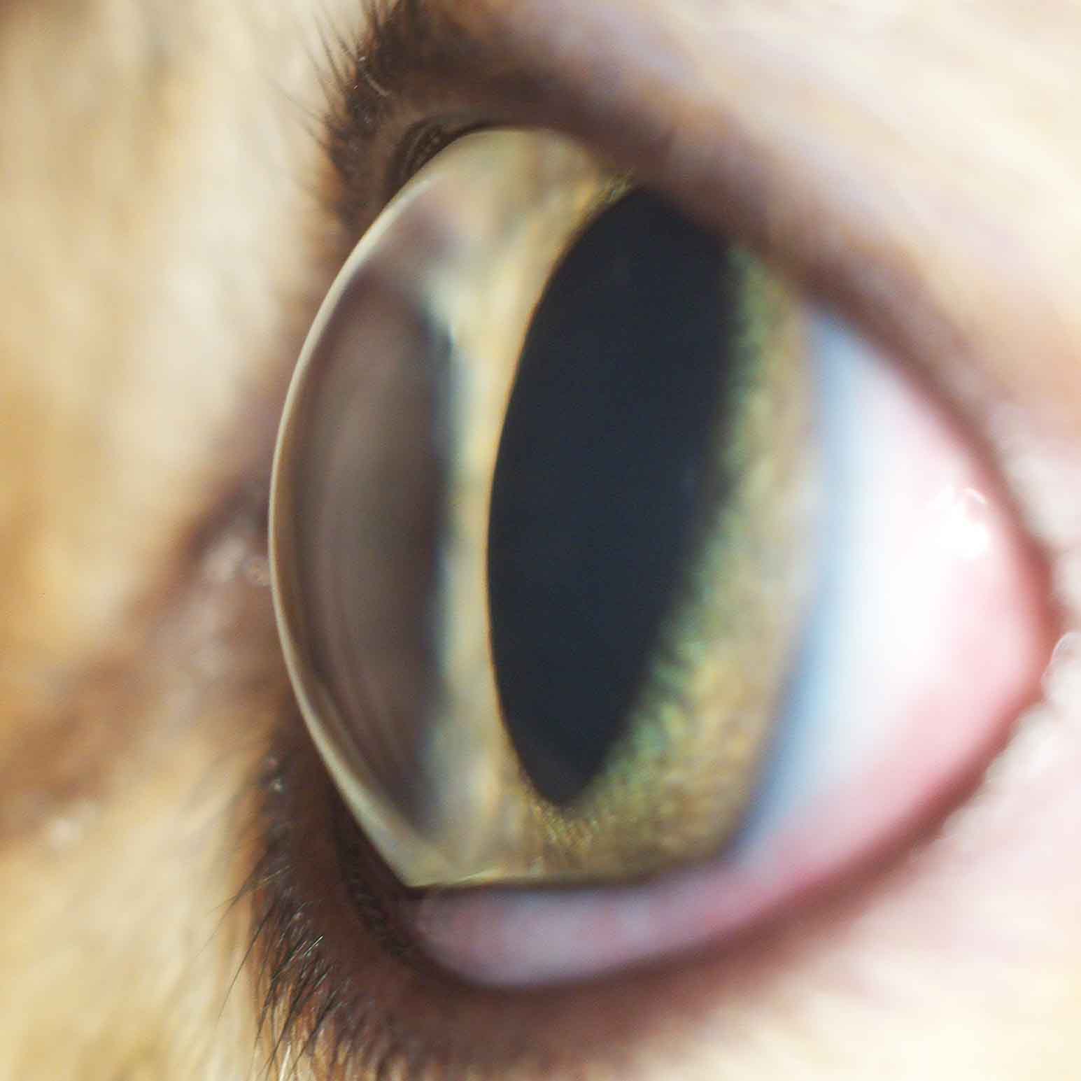 Кошачий глаз сбоку